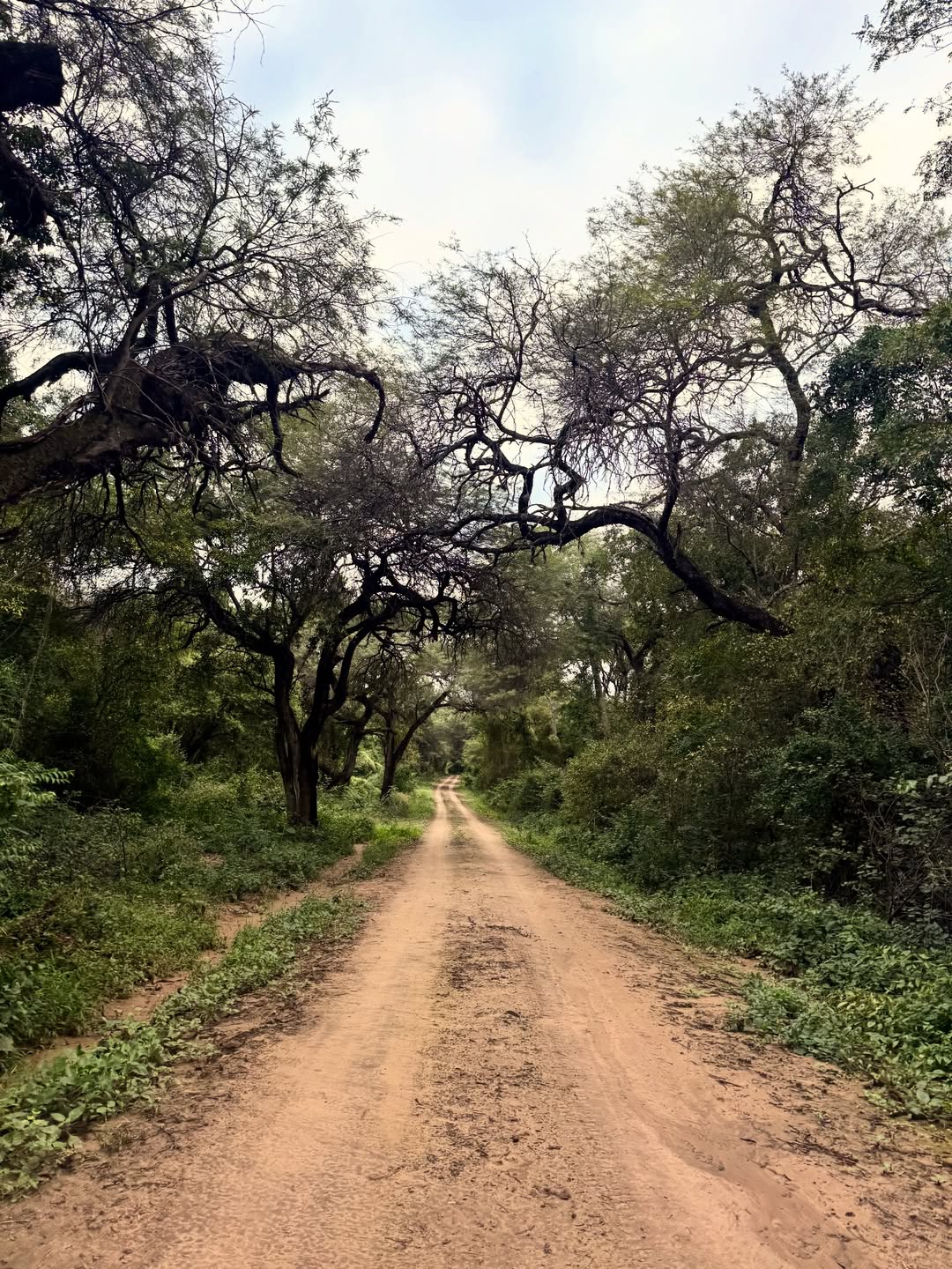 El monte del Impenetrable