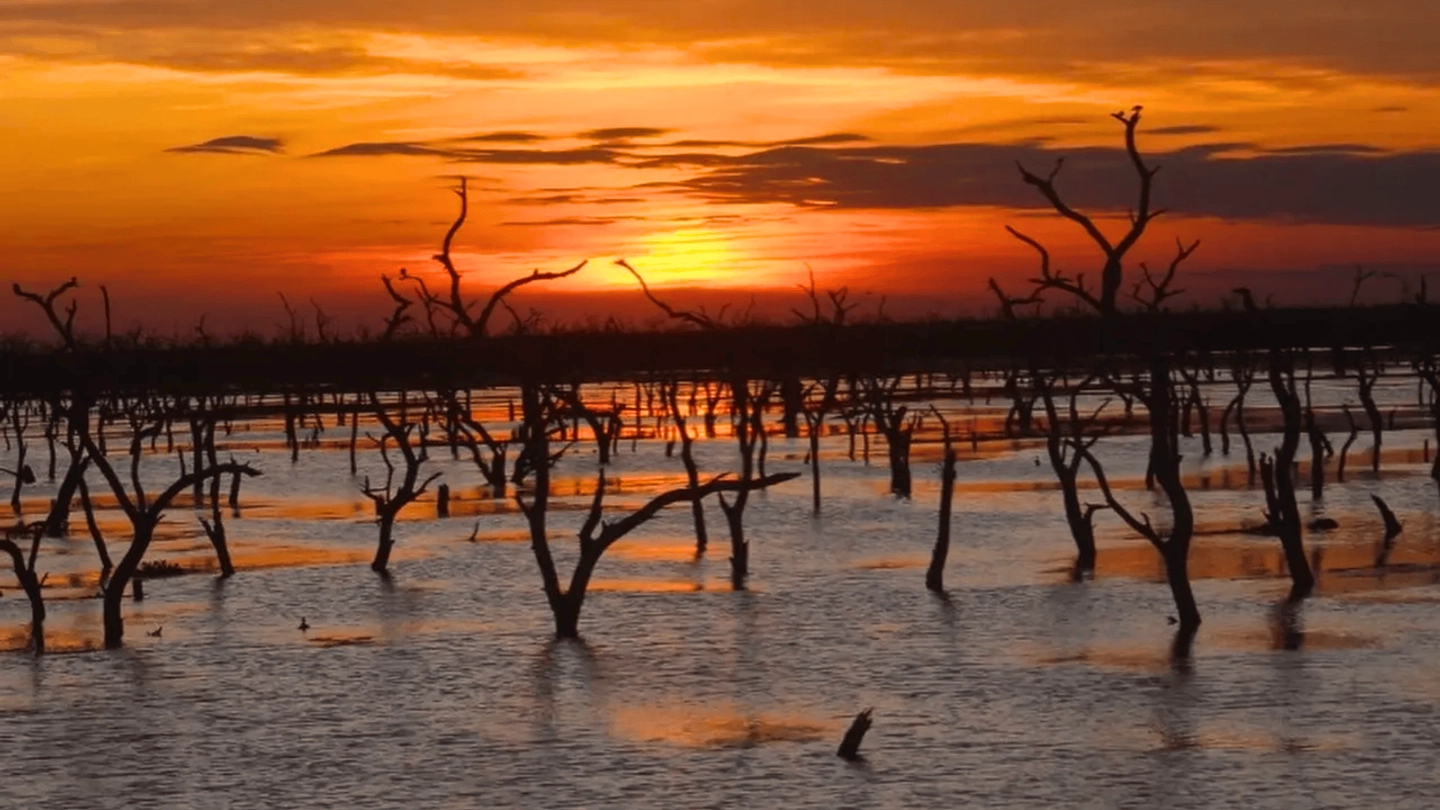 Árboles al atardecer en el Bañado